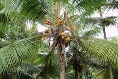 Cocos nucifera